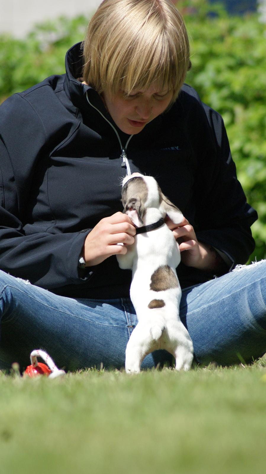 Fransk bulldog Hector billede 8