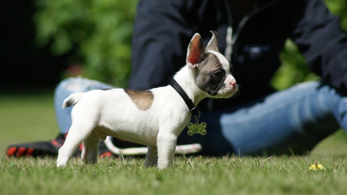 Fransk bulldog Hector billede 9