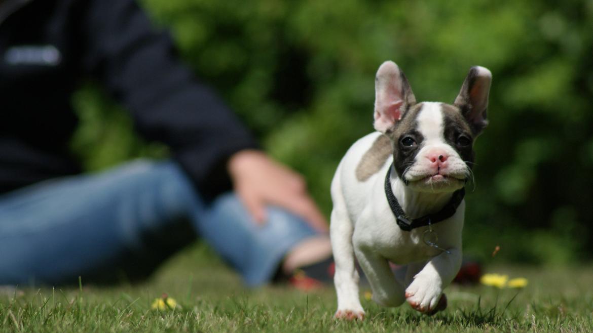 Fransk bulldog Hector billede 10