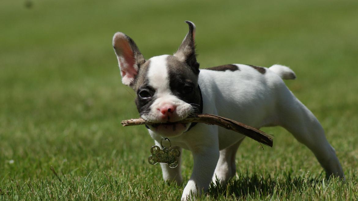 Fransk bulldog Hector billede 11