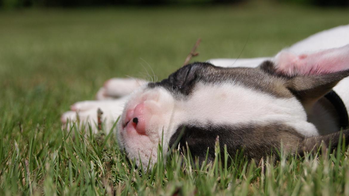 Fransk bulldog Hector billede 12