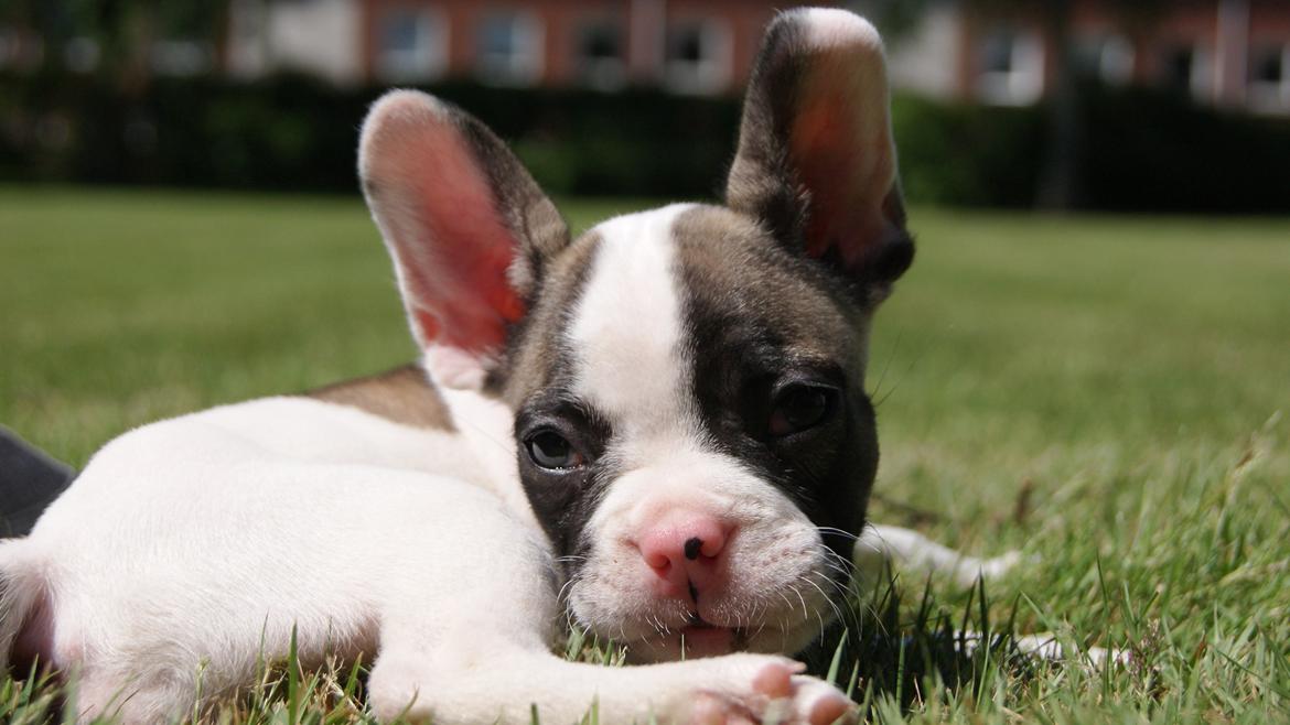 Fransk bulldog Hector billede 13