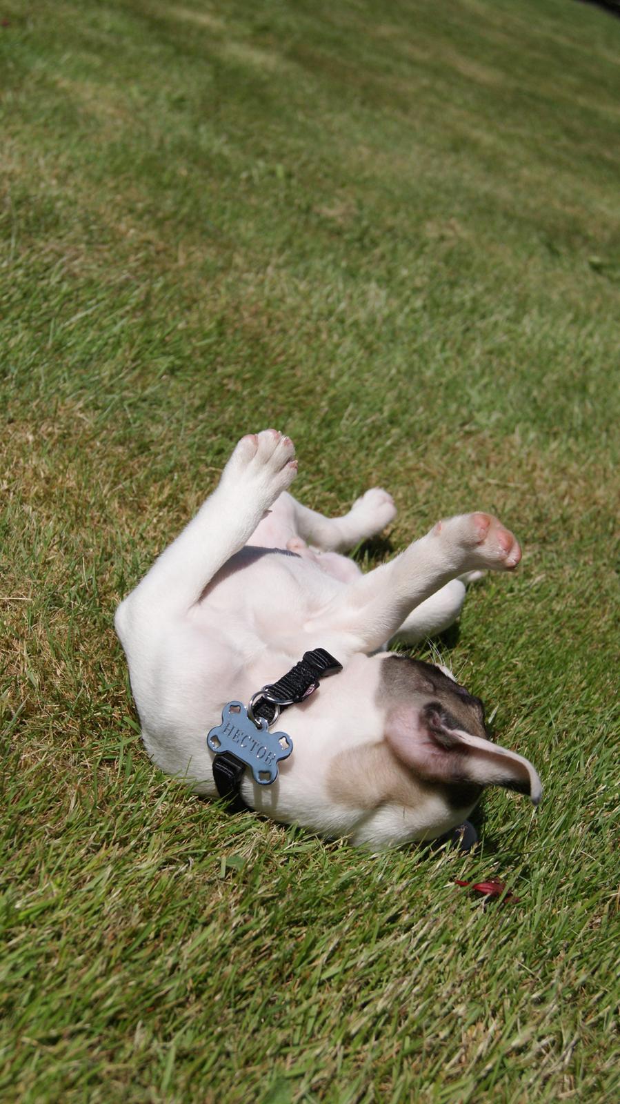 Fransk bulldog Hector billede 14