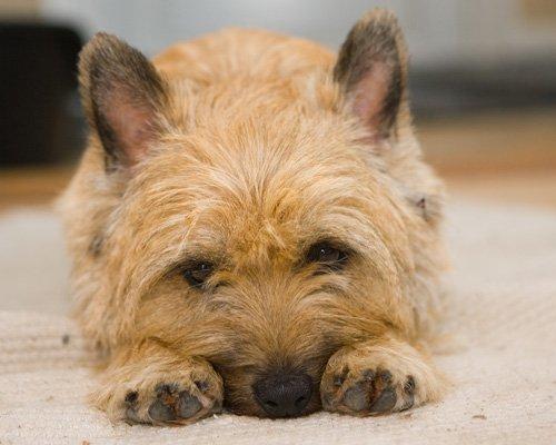 Cairn terrier Ebbe - en ung eftertænksom Ebbe billede 3