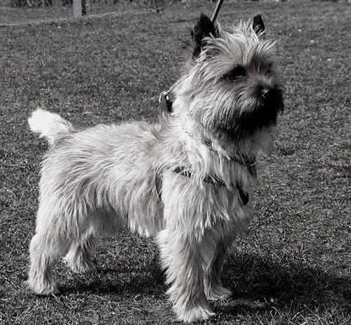 Cairn terrier Ebbe - Klar til 1. udstiling, 1 år. billede 13