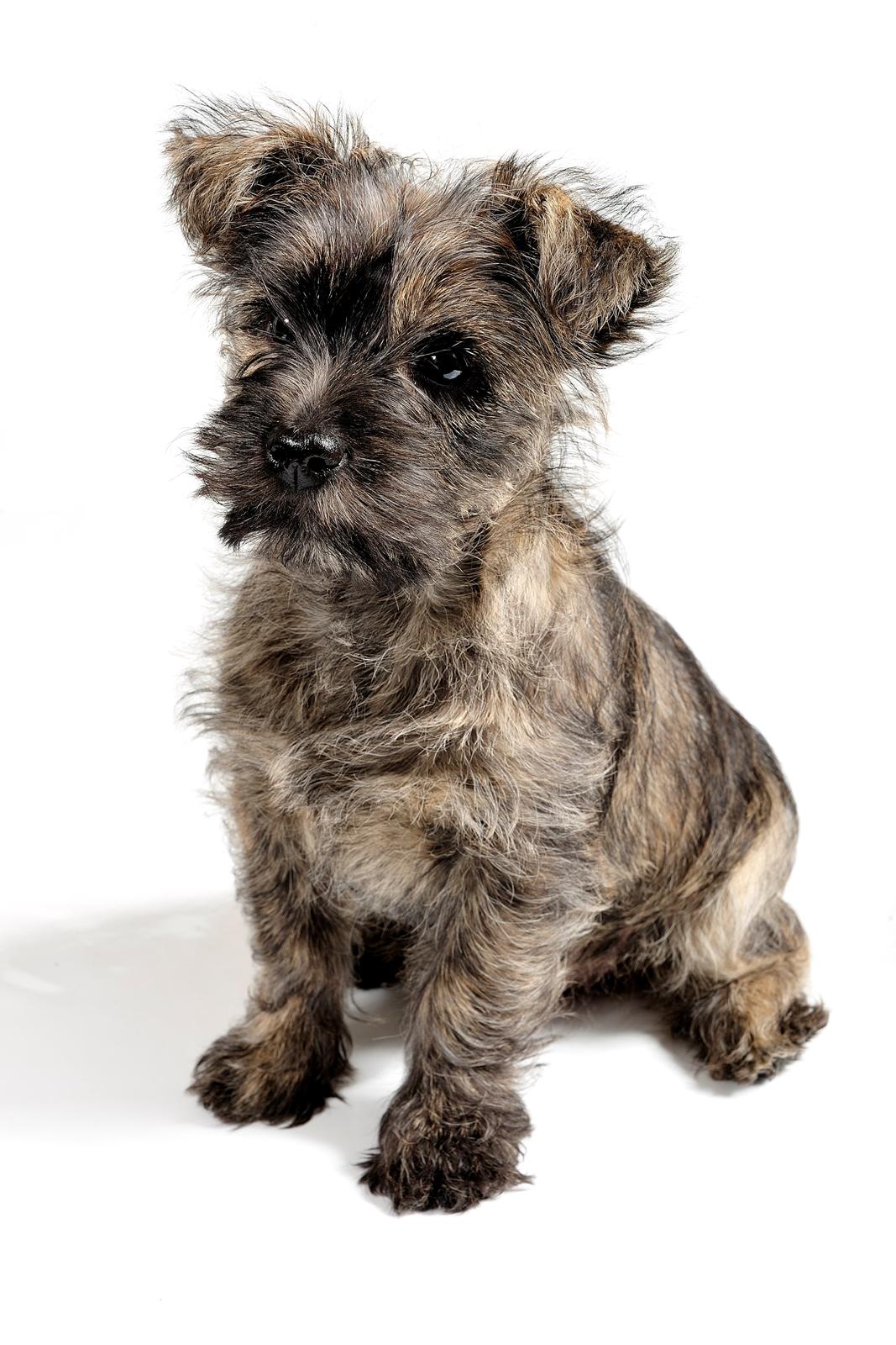 Cairn terrier Citta - Model for 1. gang, 12 uger billede 21