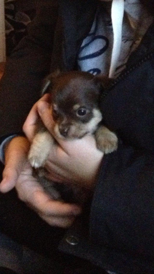 Blanding af racer Tarzan billede 1