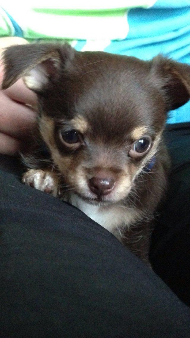 Blanding af racer Tarzan billede 2