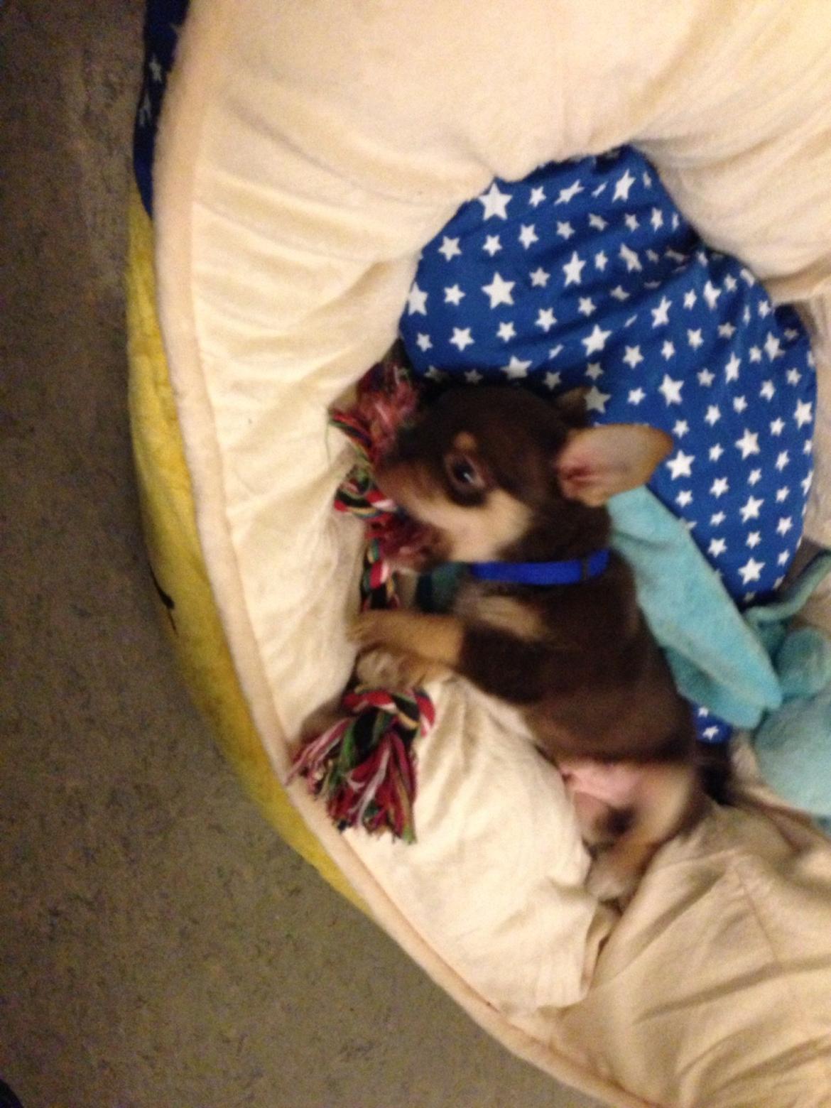 Blanding af racer Tarzan billede 4