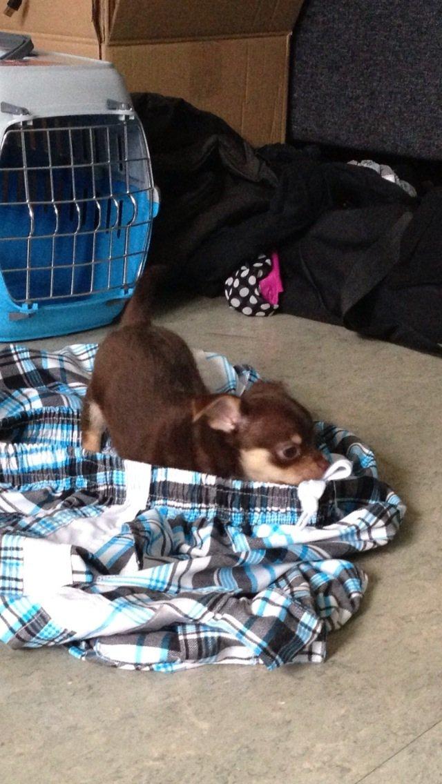 Blanding af racer Tarzan billede 3