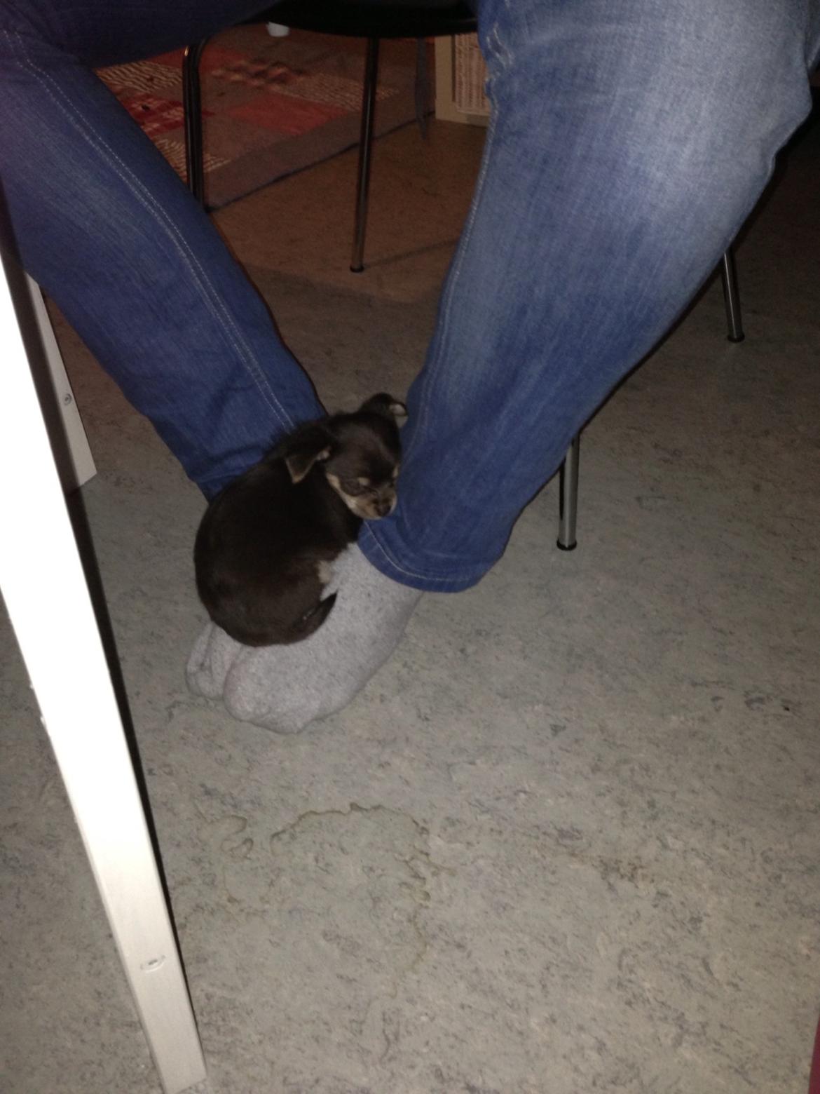 Blanding af racer Tarzan billede 5