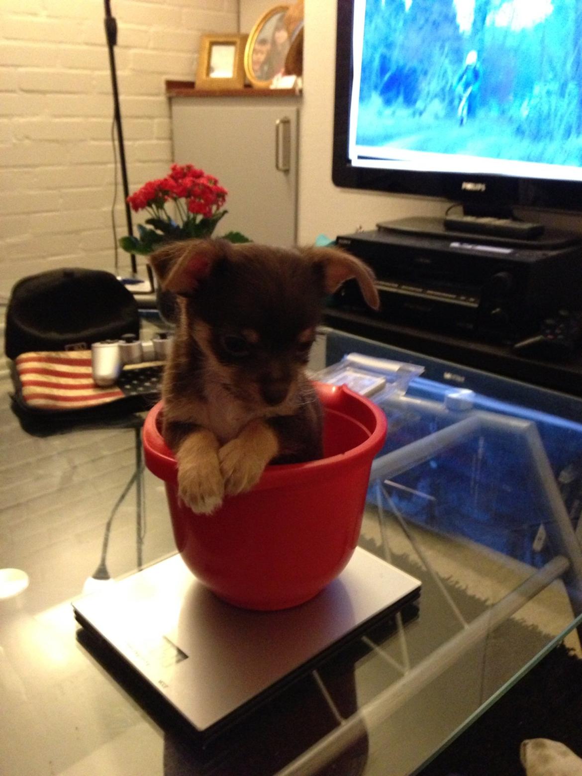 Blanding af racer Tarzan billede 9