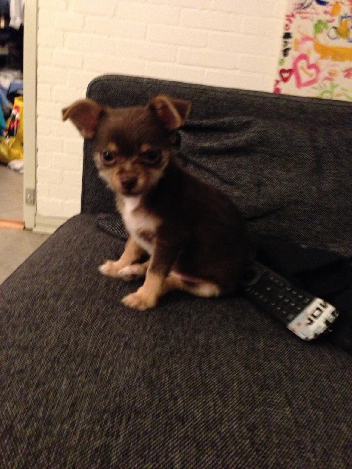 Blanding af racer Tarzan billede 10