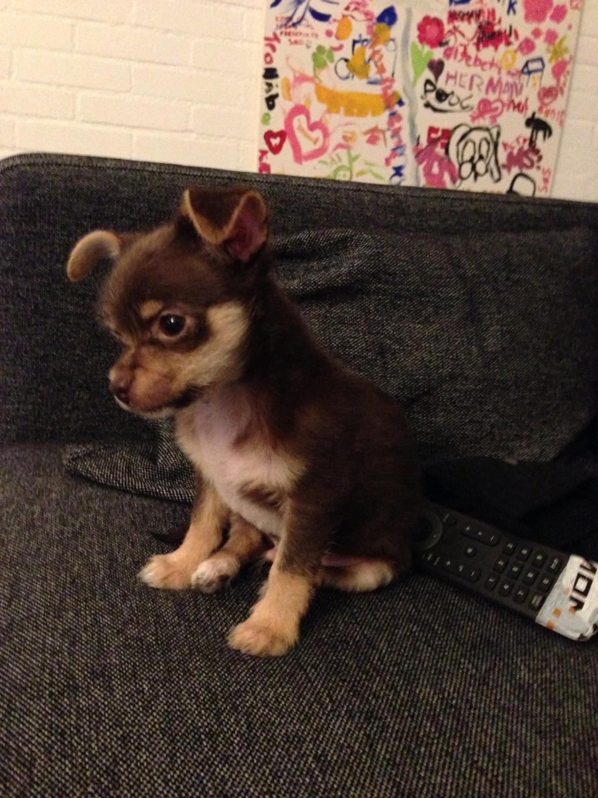 Blanding af racer Tarzan billede 11