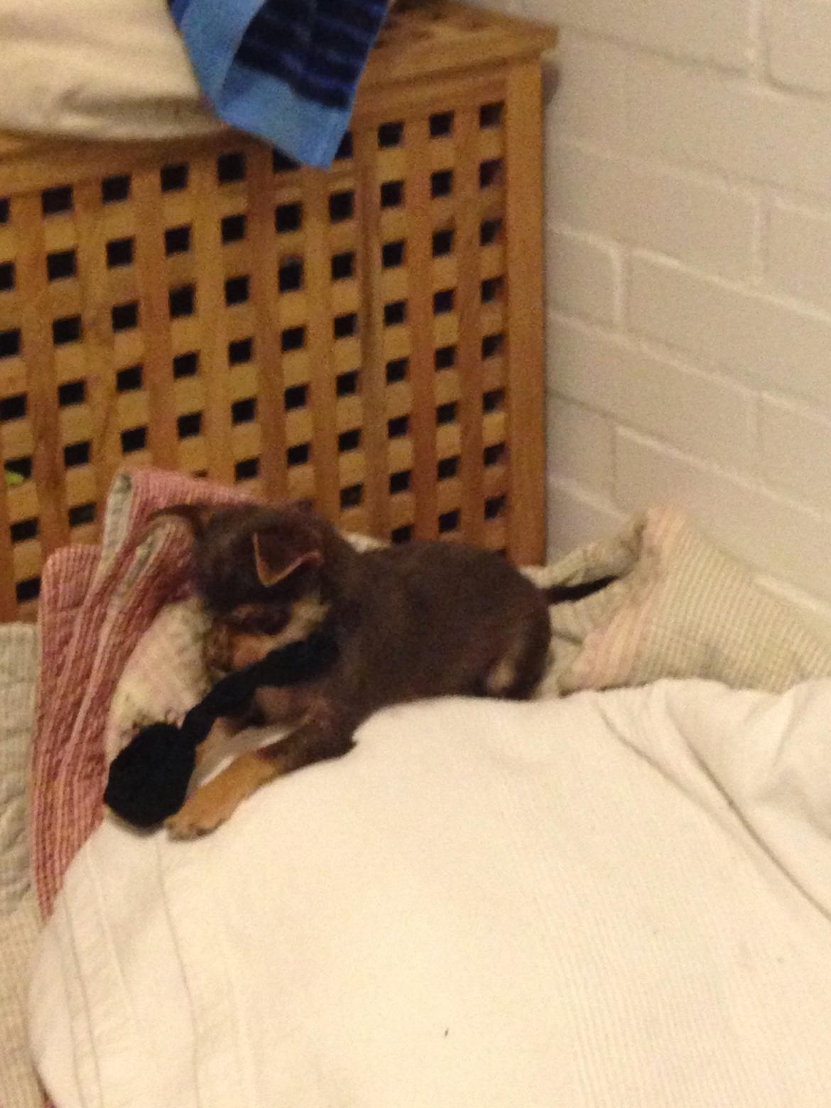 Blanding af racer Tarzan billede 12