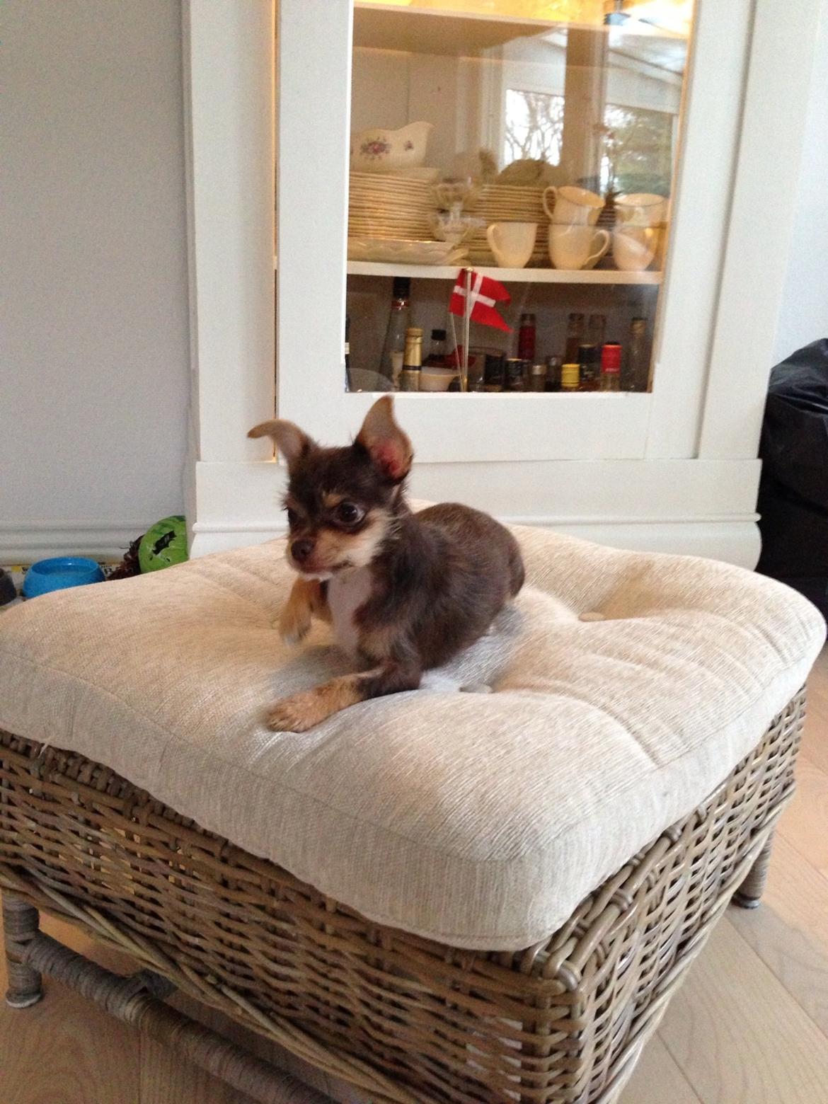 Blanding af racer Tarzan billede 13