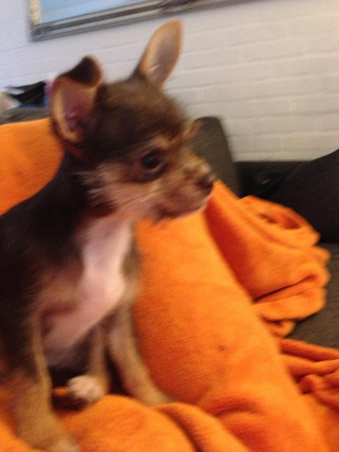 Blanding af racer Tarzan billede 14