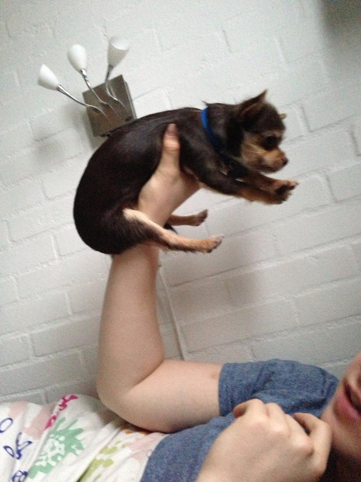 Blanding af racer Tarzan billede 16