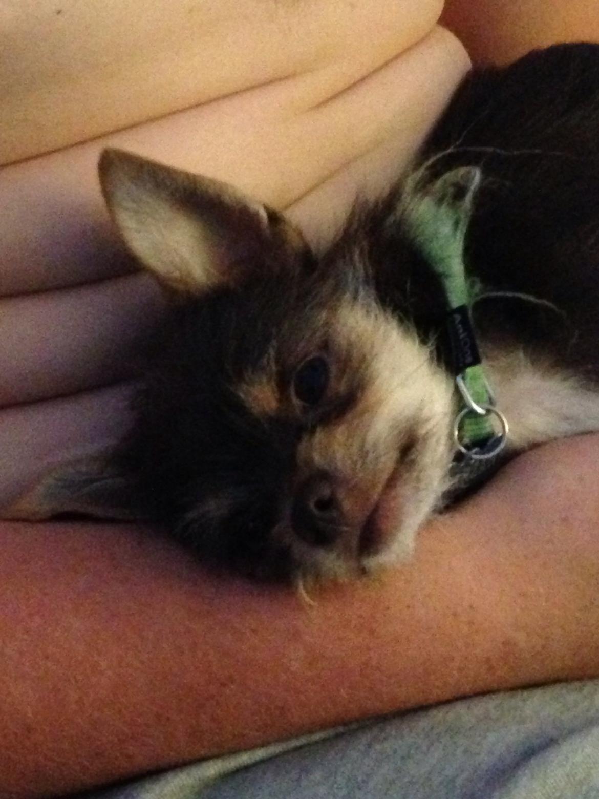 Blanding af racer Tarzan billede 17