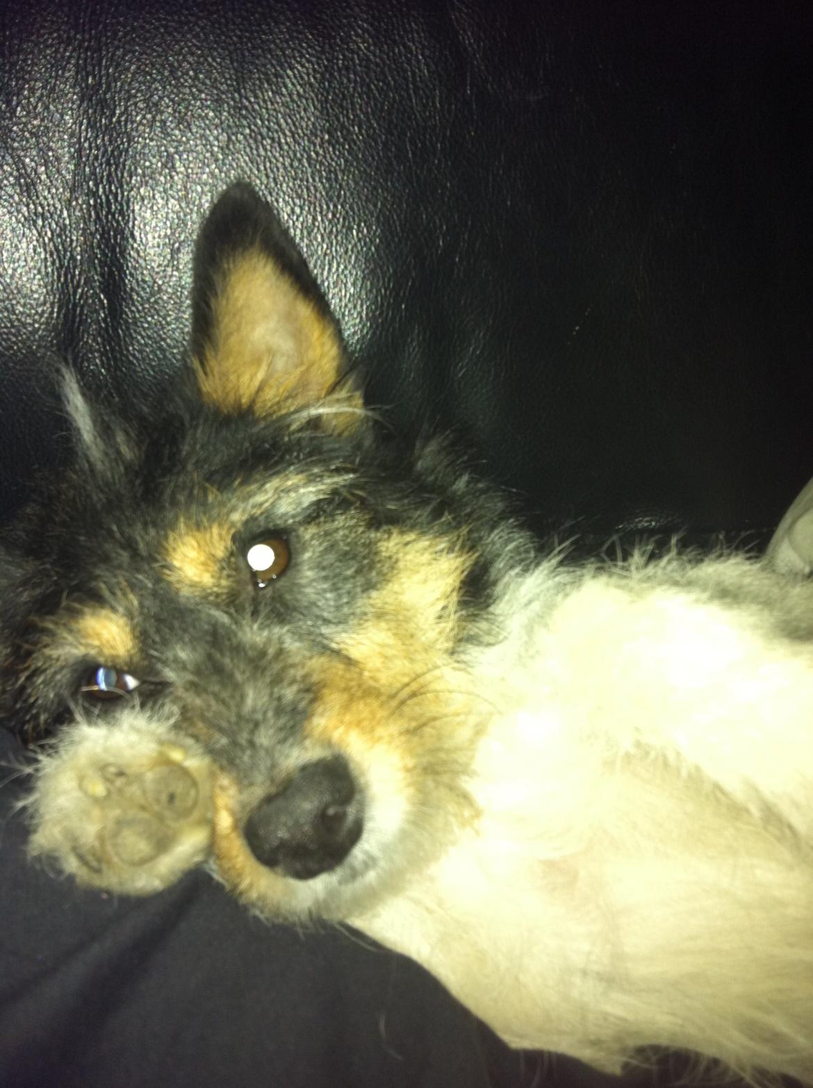 Blanding af racer Mille billede 16