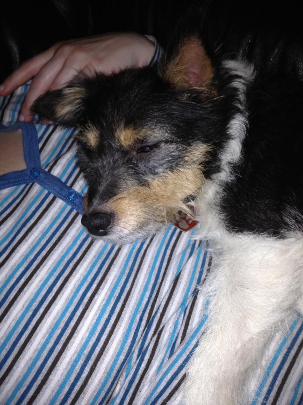 Blanding af racer Mille billede 18