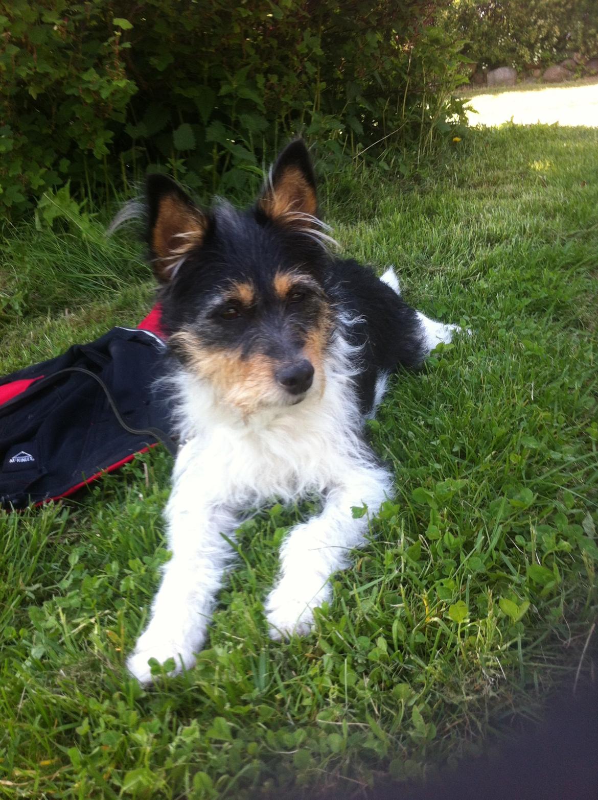 Blanding af racer Mille billede 19