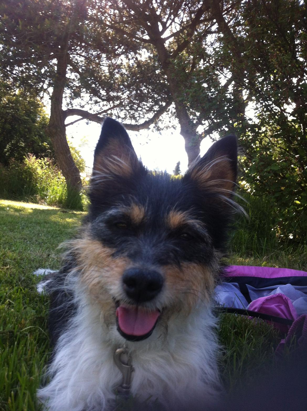 Blanding af racer Mille billede 20