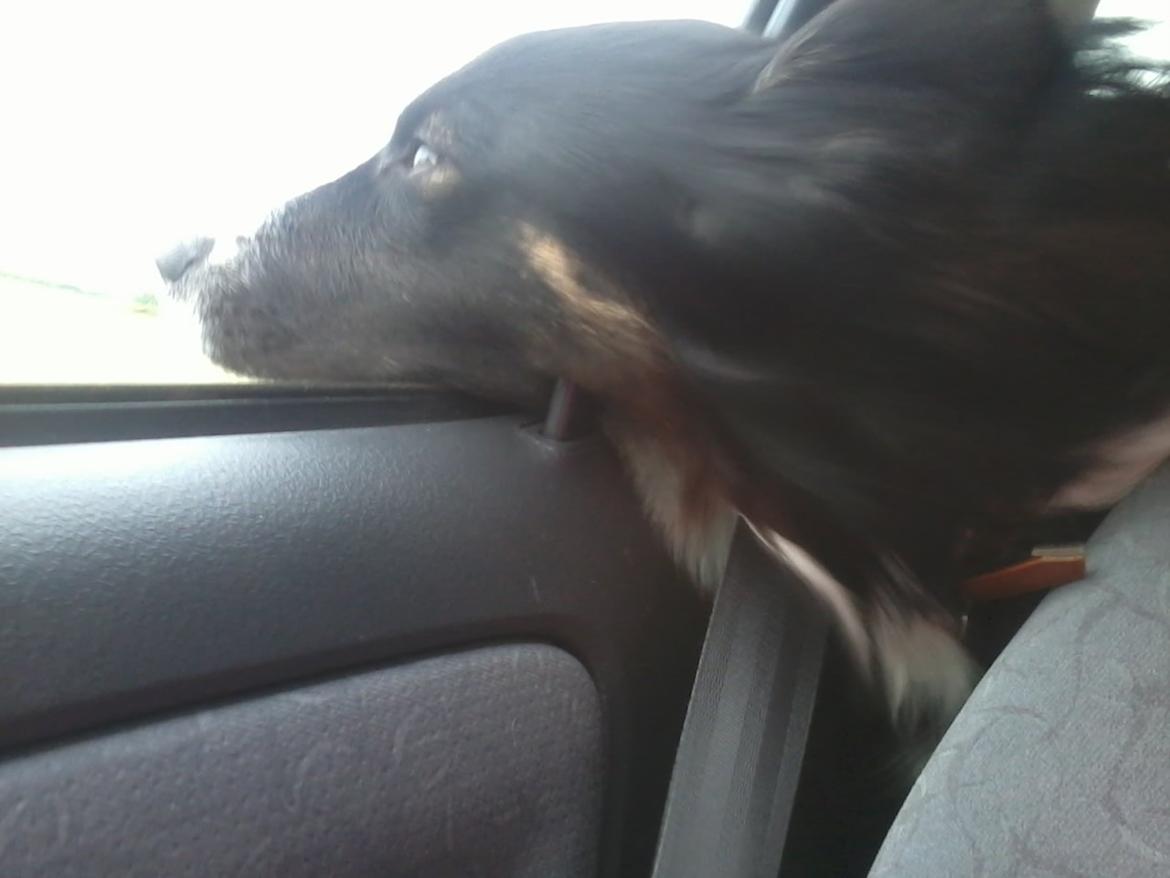 Blanding af racer Prins - Jeg elsker at køre bil , billede 6