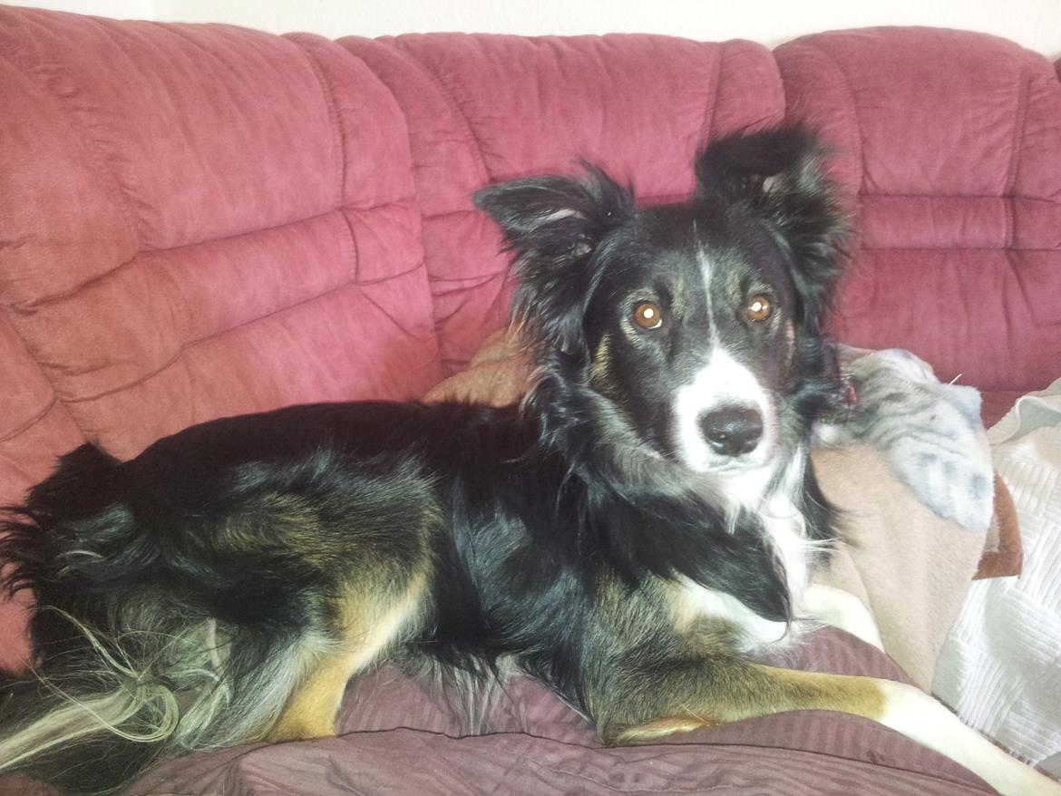 Blanding af racer Prins billede 7