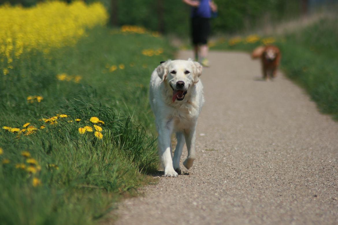 Golden retriever Lapija's Charlie (Bamse) billede 1
