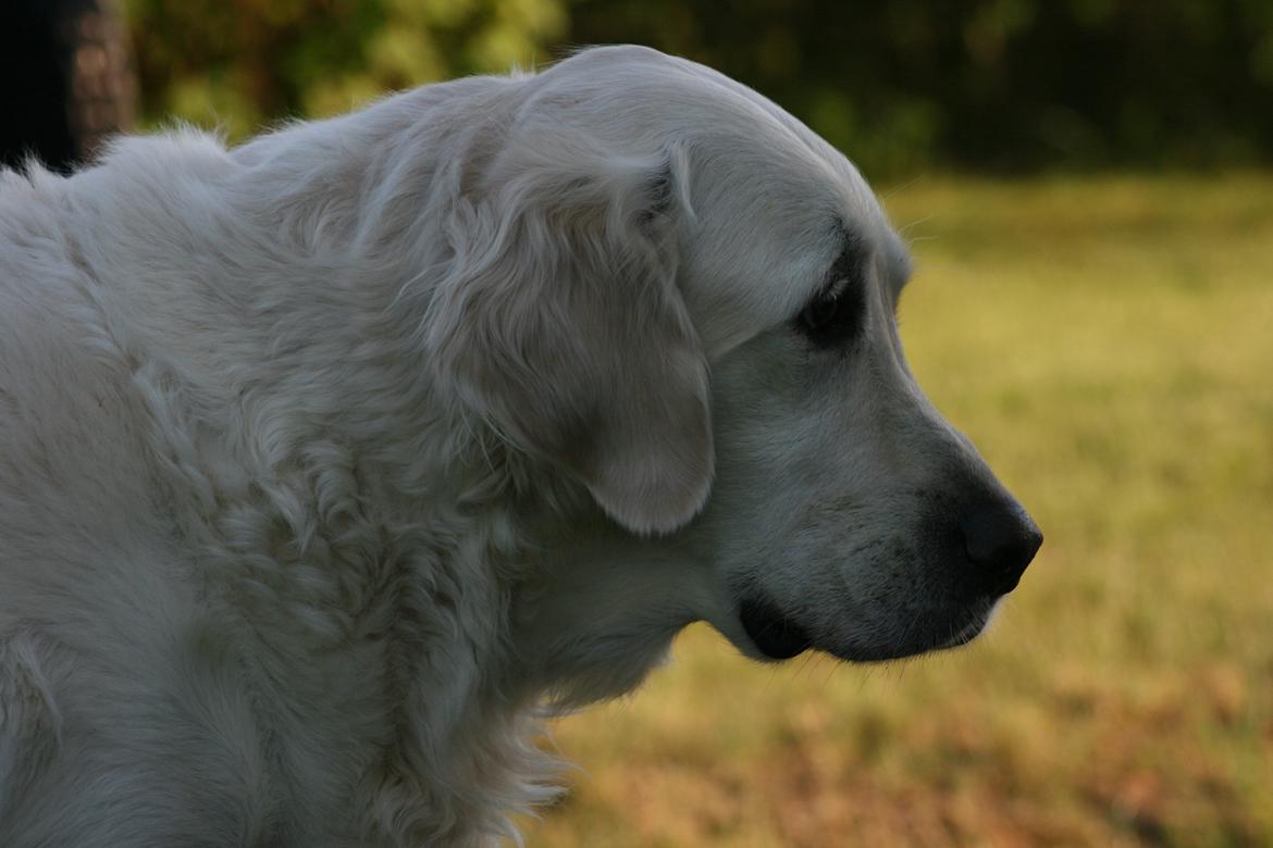 Golden retriever Lapija's Charlie (Bamse) billede 2