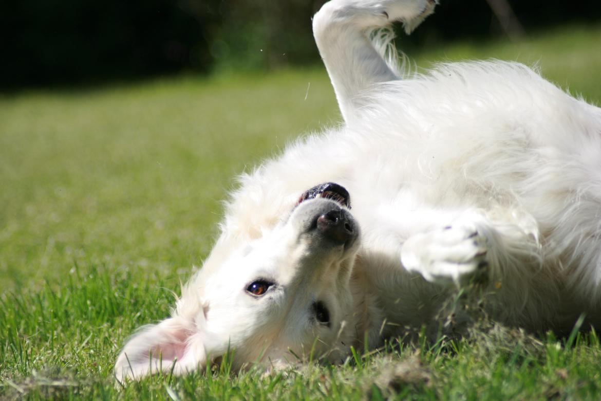 Golden retriever Lapija's Charlie (Bamse) billede 3