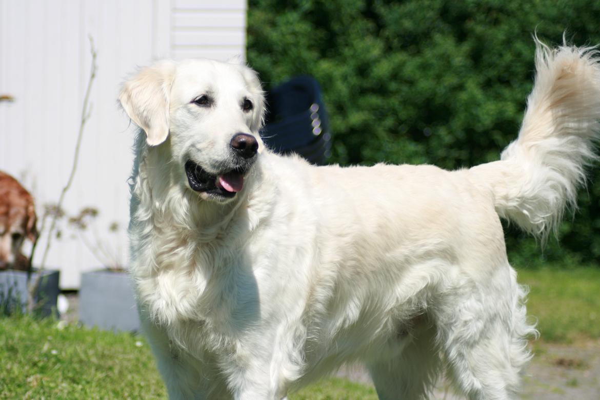 Golden retriever Lapija's Charlie (Bamse) billede 4