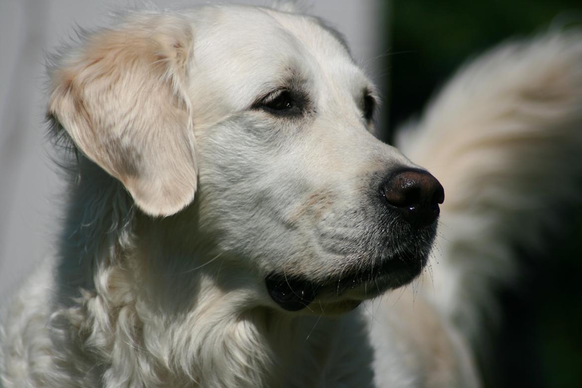 Golden retriever Lapija's Charlie (Bamse) billede 5