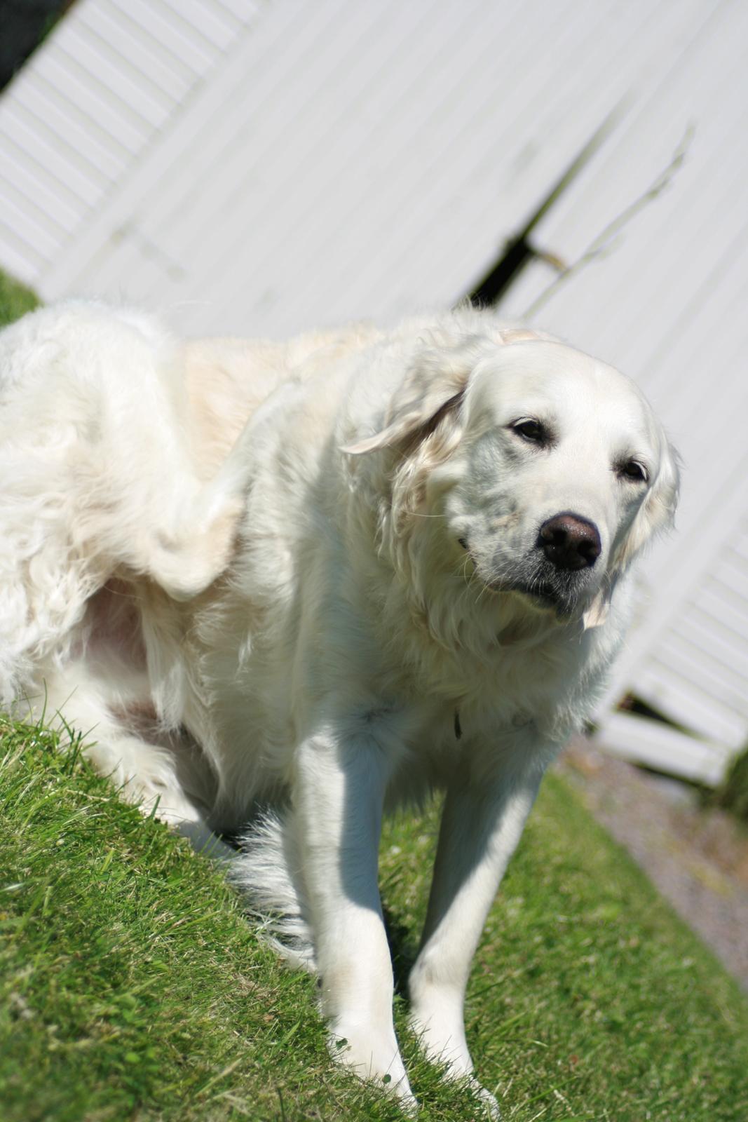 Golden retriever Lapija's Charlie (Bamse) billede 6