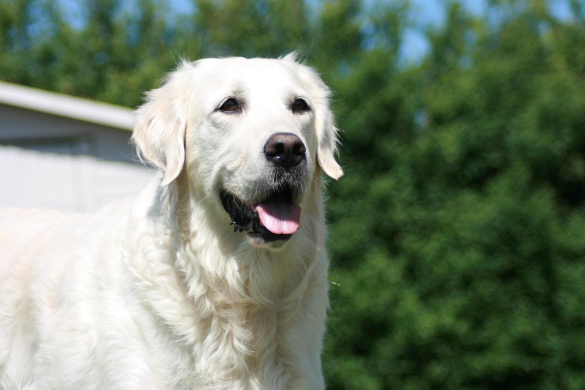 Golden retriever Lapija's Charlie (Bamse) billede 7