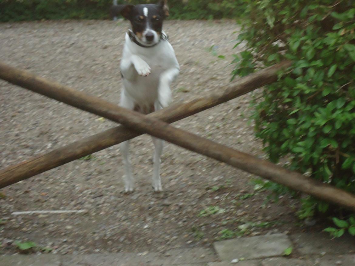 Dansk svensk gaardhund Bodil Kær billede 2