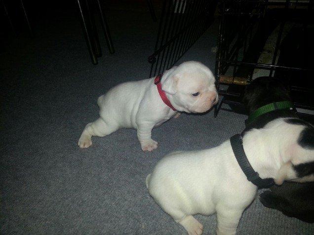 Fransk bulldog Karla - hendes første gang på benene  billede 7