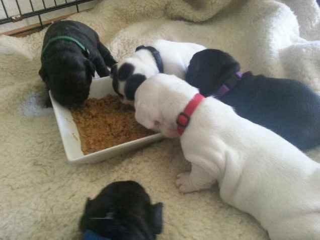 Fransk bulldog Karla billede 9