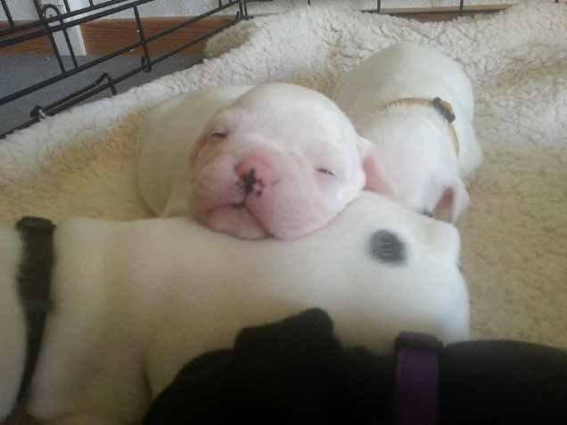 Fransk bulldog Karla - hvor er hun bare kær med de små pletter billede 10