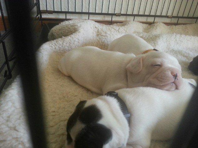 Fransk bulldog Karla billede 12