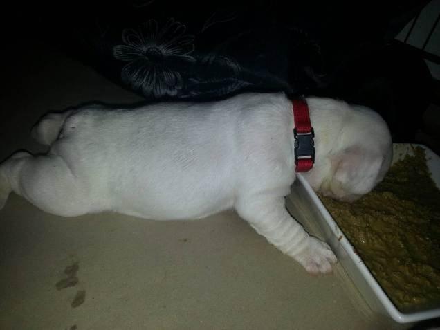 Fransk bulldog Karla - hvorfor stå op og spise når man kan ligge ned :)  billede 13