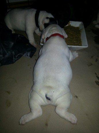 Fransk bulldog Karla billede 14