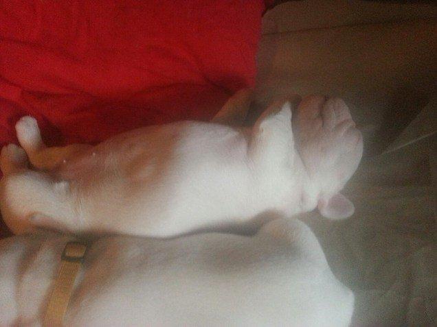 Fransk bulldog Karla - nyder livet for vildt  billede 15