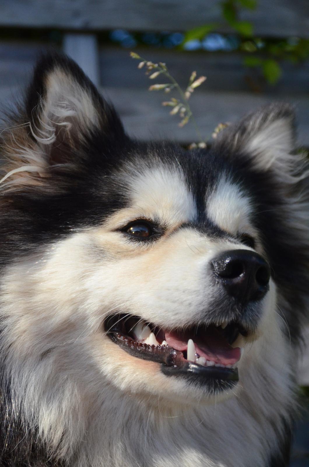 Finsk lapphund DKCH Lapinkaunis Mystique - 1 år ung og stadig ligeså dejlig <3 billede 16