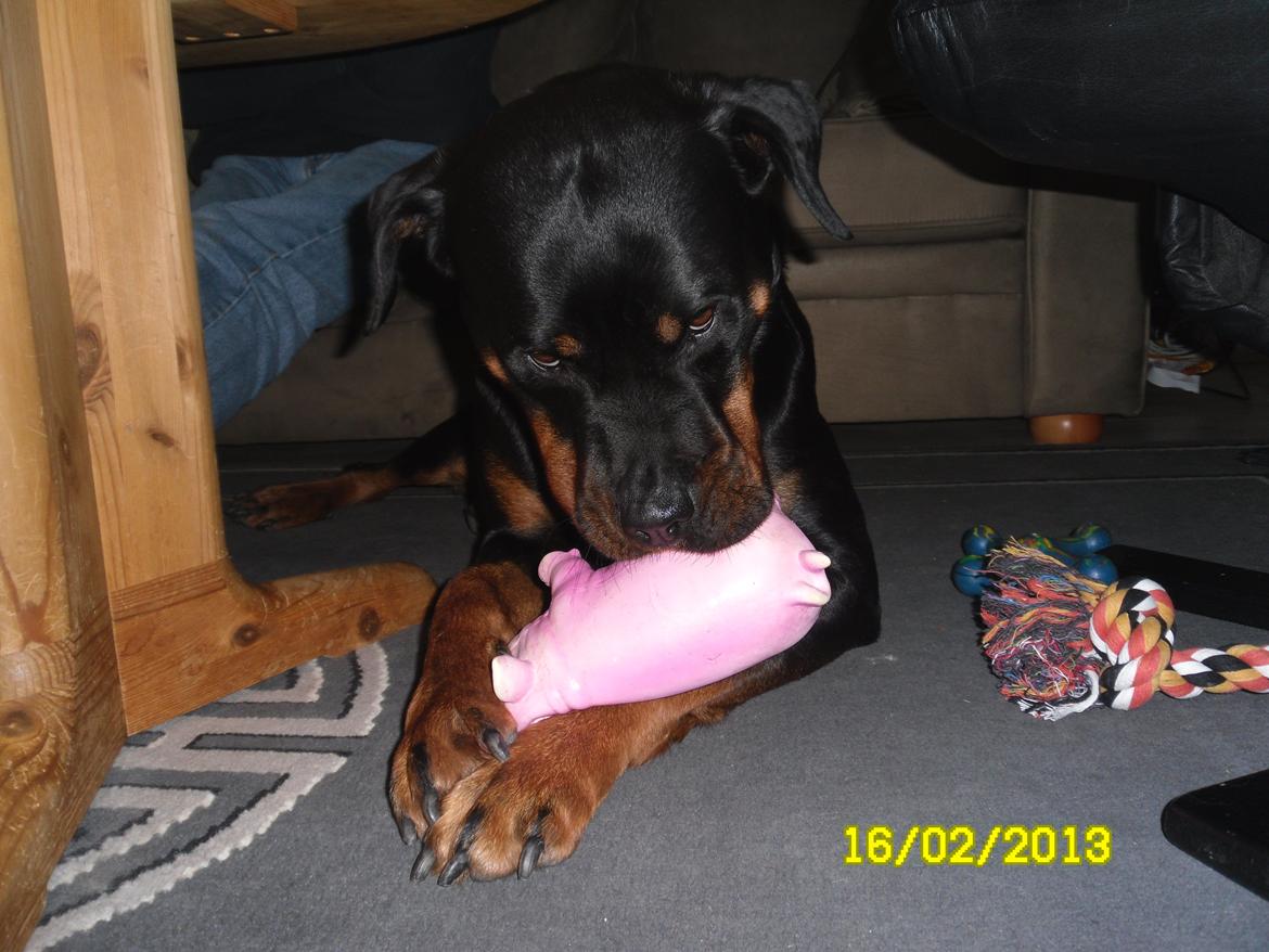 Rottweiler vom Dornenhof Tiffany - Tiffy med grøffegris billede 1