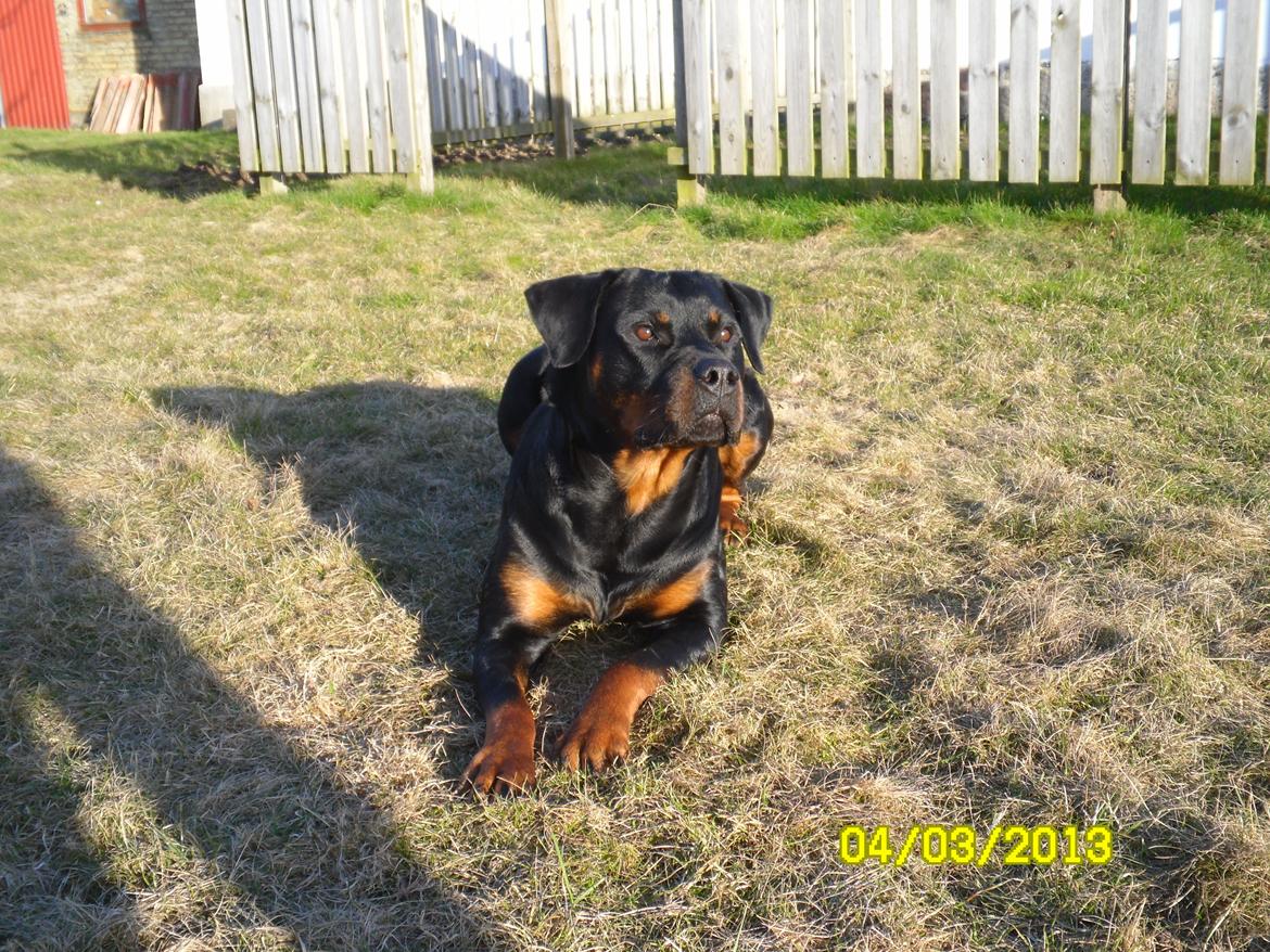 Rottweiler vom Dornenhof Tiffany - Dejlige Tif billede 2