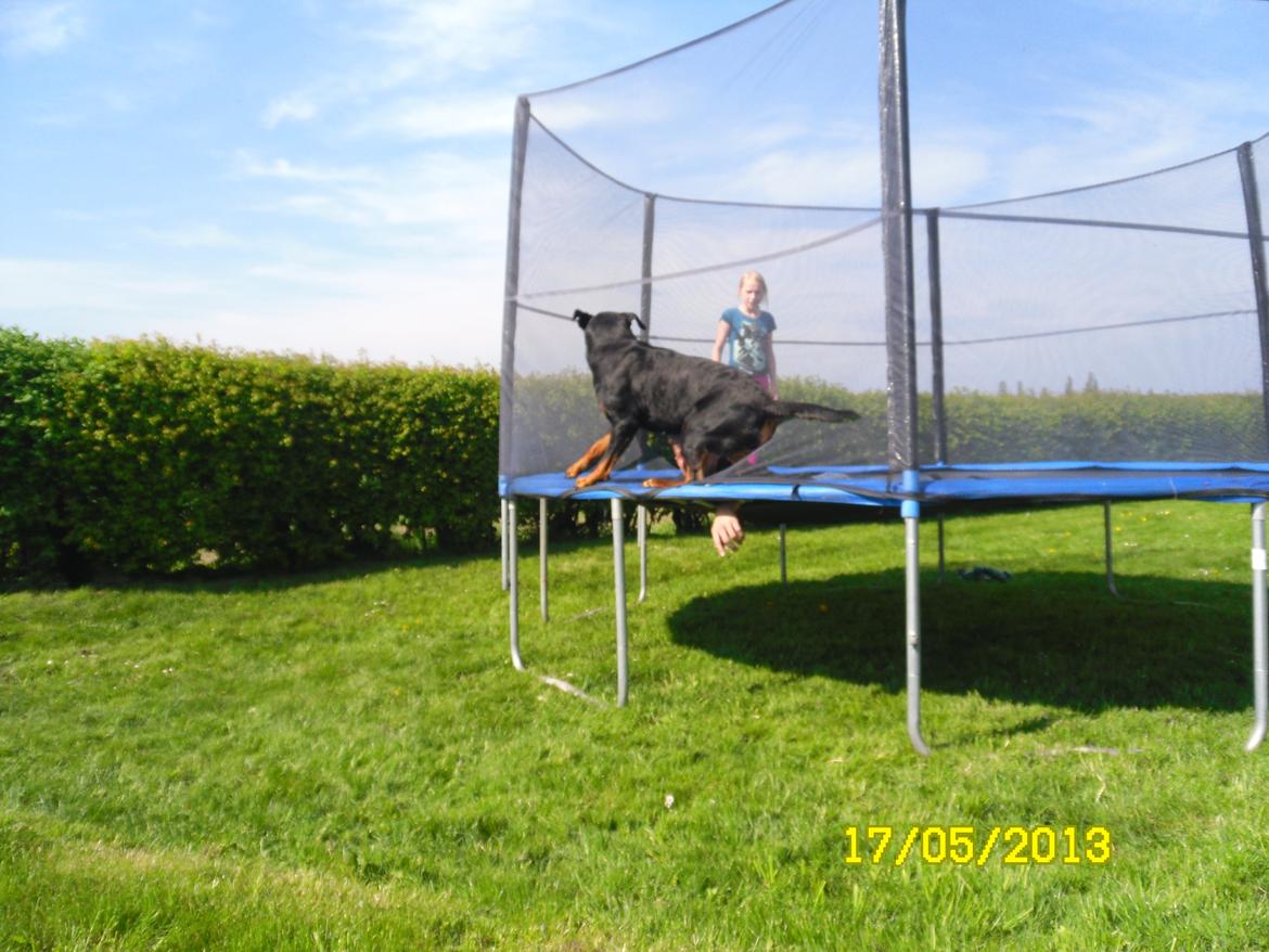 Rottweiler vom Dornenhof Tiffany - Tiffy vil osse hoppe trampolin billede 3