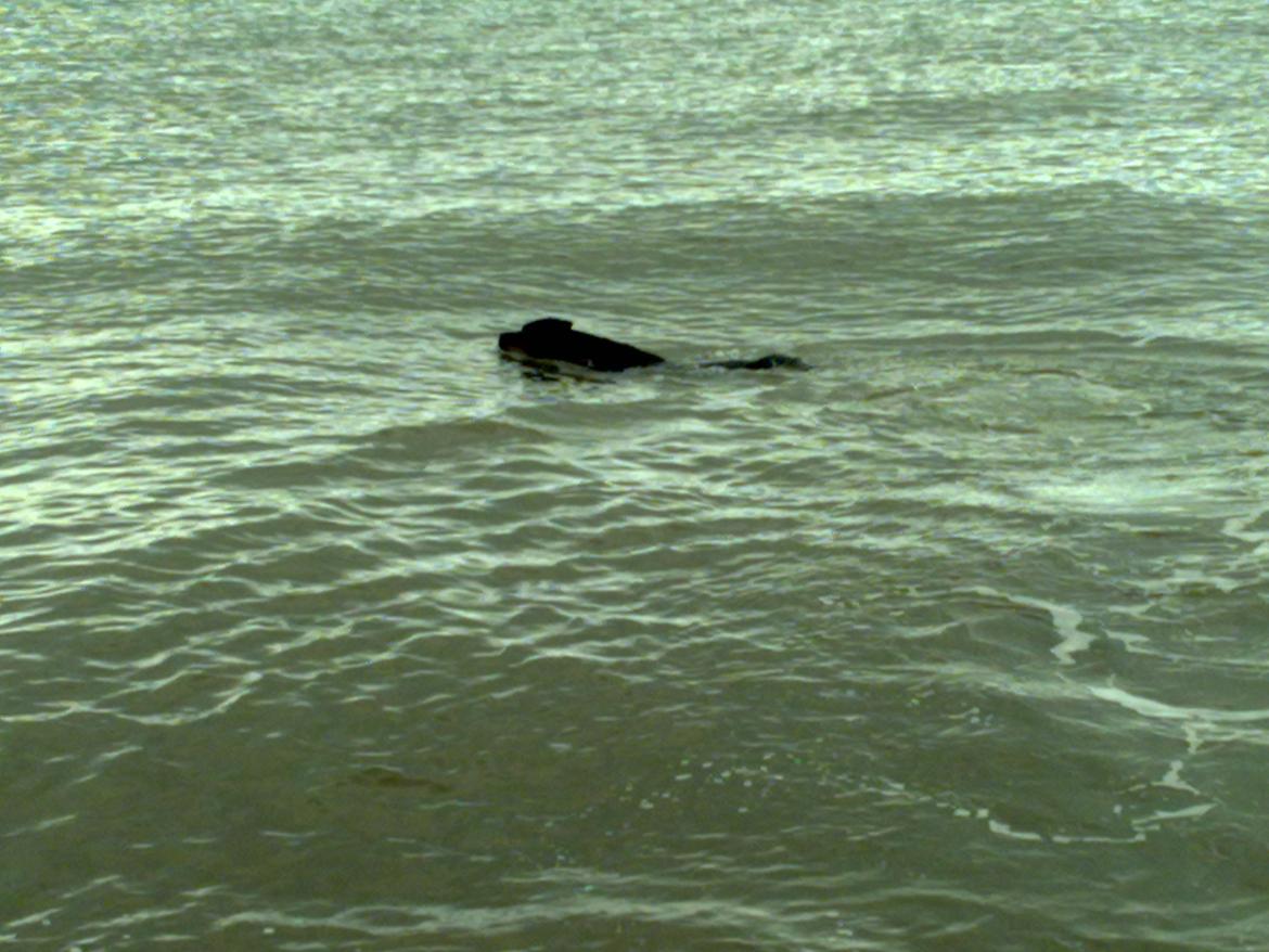 Rottweiler vom Dornenhof Tiffany - Vandhunden Tiffy billede 5