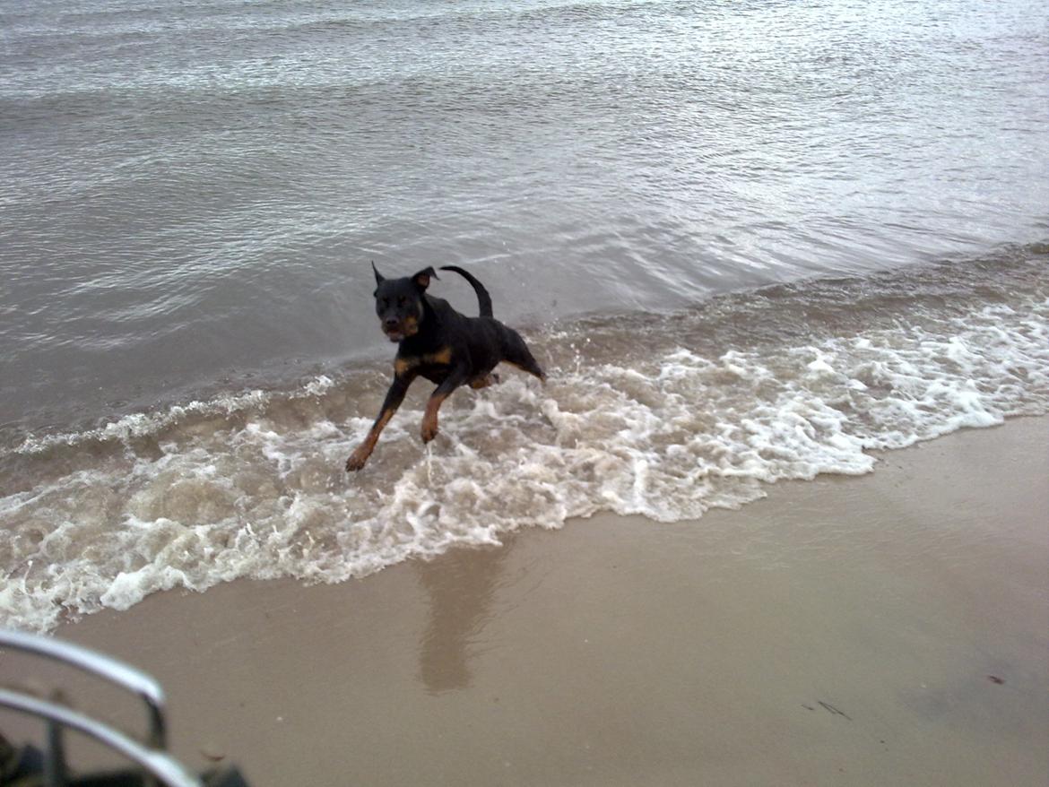 Rottweiler vom Dornenhof Tiffany - Pas på , nu kommer jeg billede 6